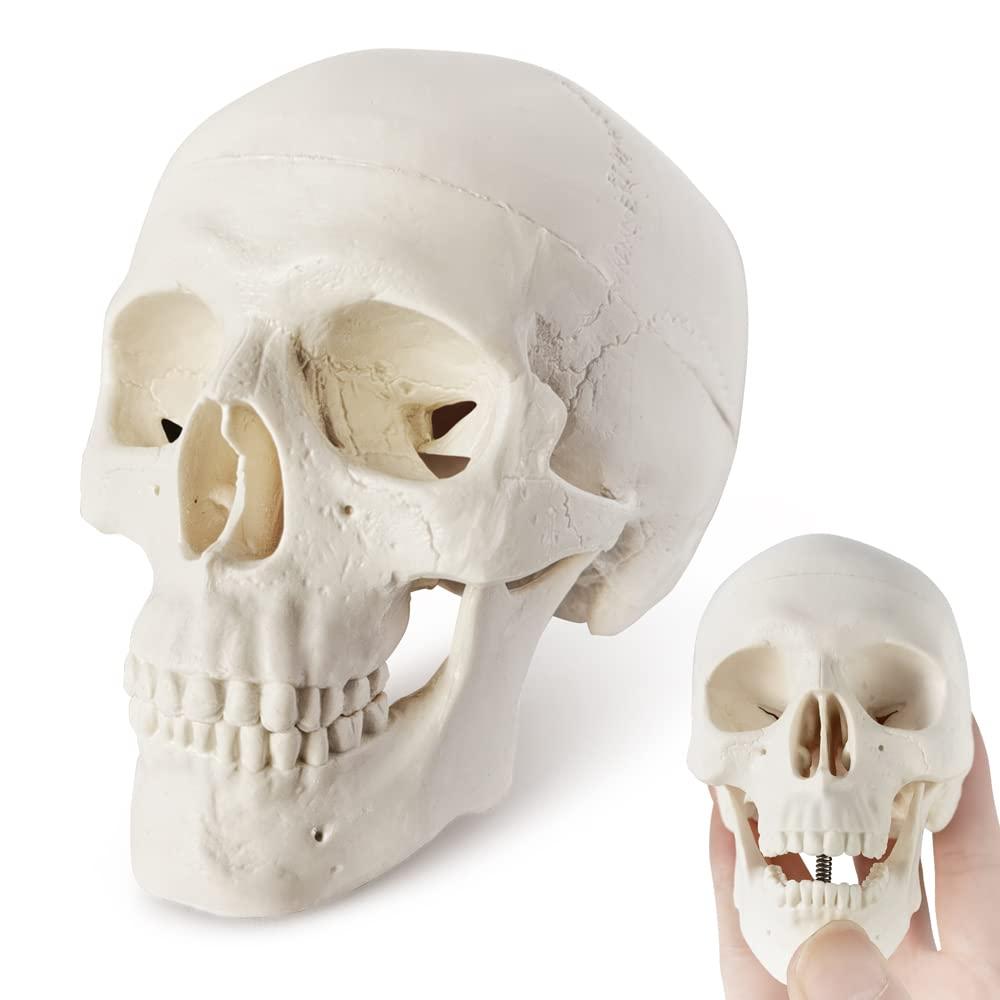 Mini Skull Model - Small Size Human Medical Anatomical Adult Head Bone for Education 3 Part Anatomical Skull with Removable Skull Cap and Moving Jaw