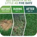 Pennington Smart Patch Tall Fescue 30lb 600 sq. ft. Grass Seed Bare Spot Repair with Mulch and Fertilizer