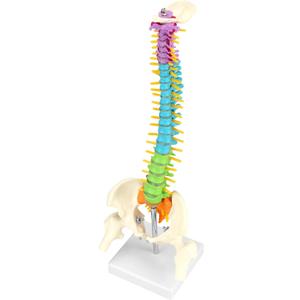 QWORK Flexible Human Spine Model with Spinal Nerves Pelvis and Thighs, Vertebral Column Anatomical Model for Medical Learning Researching Display, 45 cm / 18"