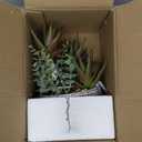 11 Large Succulents Aloe Plants Artificial in Ceramic Pots Potted Faux Succulent Eucalyptus Arrangement with Black Bowl Pots Fake Desk Succulents Plants for Home Bathroom Shelf Table Indoor Decor