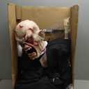 Haunted Hill Farm Damien by Tekky, Battery-Operated, Motion and Sound Activated Animatronic Zombie with Sound Effects and Lights for Indoor or Covered Outdoor Creepy Halloween Decoration (35" Animated Damien)