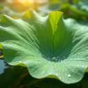 ORIENTAL XINYANG Winter Melon & Lotus Leaf Detox Tea for Weight Loss - Natural Herbal Slimming Tea, Supports Metabolism & Water Balance, Caffeine-Free Detox Drink, 30 Tea Bags (5.29oz)