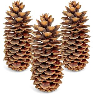 Large Pine Cones for Crafts, 912 Inch Real Natural Sugar Pinecones, Set of 3 Large Decorative Pine Cones for Vase Filler, Holiday Dcor, Rustic Table Centerpieces, DIY Wreaths Natural