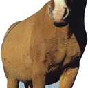Cardboard People Horse Life Size Cardboard Cutout Standup, One Size