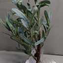 Hairui Lighted Small Olive Tree Battery Operated or USB 18in 50 Warm White LED with Timer, Light Up Table Top Artificial Greenery Tree with Fairy Lights for Wedding Holiday Home Christmas Decoration