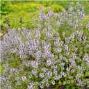 Seed Needs Wild Creeping Thyme Seeds to Plant Groundcover Flowers 2 Packs