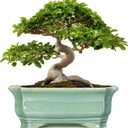 Bonsai Pots - 13.7 Inch Rectangle Ceramic Pots for Plants, Large Succulent Planter with Drainage Hole, Decorative Planters for Indoor Outdoor, Garden House Decor, Housewarming Gifts, Green