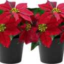 Mini Poinsettias Artificial Plants 2 Pack 9" Faux Small Christmas Flowers in Pot for Home Office Tabletop Indoor Christmas Decorations Hot Red