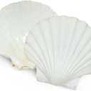 SEAJIAYI 6PCS Scallop Shells for Serving Food,Baking Shells Large Natural White Scallops from Sea Beach for DIY Craft Decor 4-5 Inches