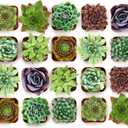 Shop Succulents Echeveria & Rosette Live Succulent Variety Pack Fully Rooted 2" Potted Plants for Gifts, Favors, DIY Projects, Terrariums, Home Dcor, and Garden Arrangements, 20 Pack