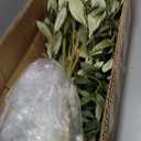 8ft Artificial Olive Tree  Large Faux Olive Plant Indoor with Pot, Lifelike Olive Trees Artificial Indoor, Tall Fake Olive Tree for Living Room Decor