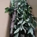 Alupssuc Olive Trees Artificial Indoor, 6FT Tall Faux Olive Tree with White Planter, Artificial Plants with Lifelike Fruits and Realistic Leaves for Modern Home Office Living Room Decor