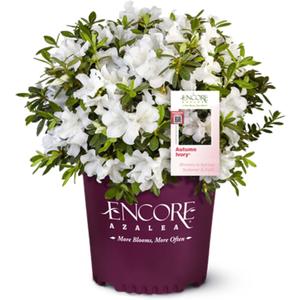 Perfect Plants Autumn Ivory Encore Azalea, 1 Gallon, Live Plant