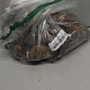 40 Ziva Paperwhites Ready to Grow!- Indoor Narcissus: Narcissus Tazetta: Nice, Healthy Bulbs for Holiday Forcing!!