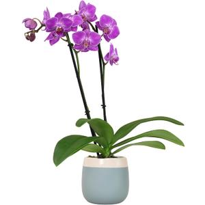 Premium Purple Live Orchid Plant Blooming in 3.5" Blue & White Orchid Pot, Live Plants, Houseplant Gifts, Approx. 16" Tall, Pet Friendly Houseplants, Phalaenopsis Moth Flower by Plants for Pets