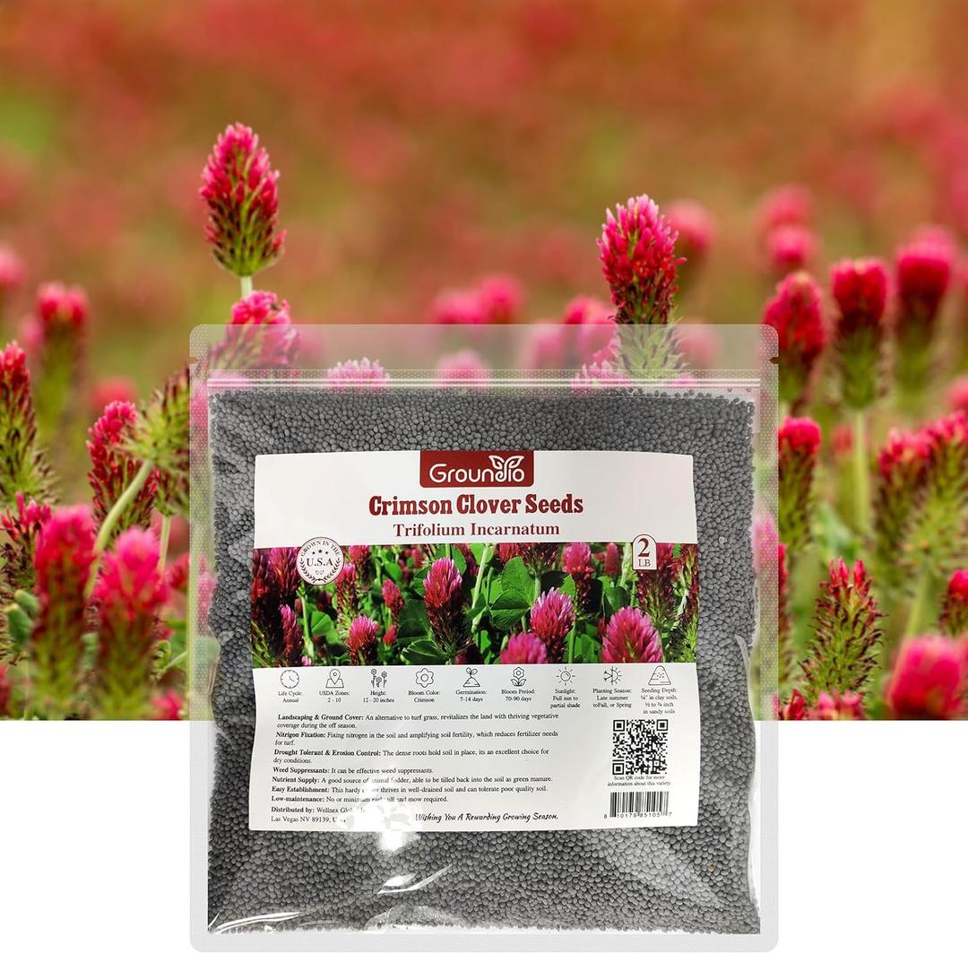 Groundio Annual Crimson Clover Seeds, 2 lbs, Trifolium Incarnatum Seeds for Lawn Alternative, Attracts Pollinators, Nitrocoated and Inoculated