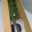 Nearly Natural 2 ft Artificial Norfolk Island Pine in Decorative Planter