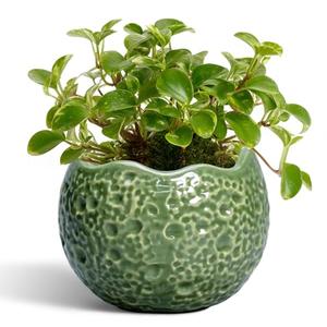 Thirtypot Ceramic Plant Pots - 4 inch Plant Pot with Drainage Hole, Small Pots for Plants Indoor Outdoor, Unique Round Planter, Modern Decorative Flower Pot, Room Decor, House Warming Gifts, Green