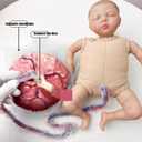 Female Childbirth Model, Midwifery Training Model Dynamic Childbirth Simulation Tool with Separable Baby and Pelvis Umbilical Cord for Gynecology Teaching
