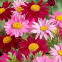10 x 1000+ Pyrethrum Tanacetum Chrysanthemum Seeds - Pyrethrum Tanacetum Coccineum - Perennial Flower (EXP 01/01/27)
