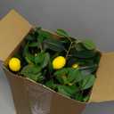 Giegxin 24 Pcs Artificial Lemons Tree Branches 18 Inch Faux Greenery Stems Lifelike Lemon Decor Fake Fruits Plant for Home Kitchen Dining Table Decor