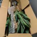 Nearly Natural 48in Dracaena Silk Plant (Real Touch) Green