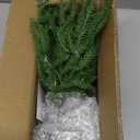 ENVEN 2FT Artificial Norfolk Pine Christmas Tree – Tabletop Faux Tree Unlit/Prelit with 50 LED Lights & 8-Function Battery Box, Pre-Assembled Holiday Decor for Home or Office (Prelit-2FT-1Pack)