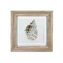 Art Framed Canvas Wall Art 18x18 Oceanum Shells