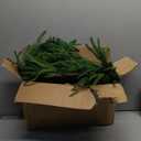 2 Pcs Artificial Norfolk Pine Garlands Christmas, 9 FT Dense Real Touch Winter Pine Garland Ornament, Green Artificial Greenery Garland for Table, Mantle, Wall, Indoor, Outdoor Christmas Decorations