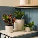 Bloem Mathers 10" Plastic Planter - Modern Indoor Pot with Drainage Holes and Saucer Tray, Vanilla Bean