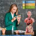EVOTECH SCIENTIFIC 2025 New Human Body Deluxe Musculature Model, 16 Pcs Removable 17 inch Human Torso Anatomy Model with Heart Head Skull Brain Skeleton Model for Medical Student, Lab & Classroom Use