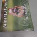 Shih Tzu Puppy Calendar 2026 Shitzu Monthly Wall Calender 12 Month | American Made In The USA