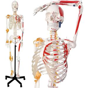 2025 New Human Skeleton Model, Medical Anatomical Life Size Skeleton Replica with Spinal Nerves, Muscle Insertion and Origin Points,Joint Ligaments,Includes Rolling Stand,for Doctors, Students