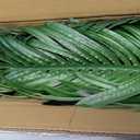 Artificial Palm Tree 5.5FT Tall Fake Tree Nearly Natural Large Tropical Faux Plant Faux Areca Palm Tree with Real Bark Design Artificial Silk Plant for Outdoor Home Office Living Room Decor