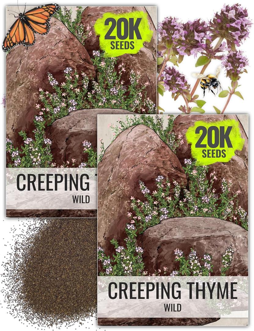 Seed Needs Wild Creeping Thyme Seeds to Plant Groundcover Flowers 2 Packs