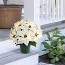Puleo International 19" Pre-Lit Battery-Operated Artificial Potted White Poinsettias