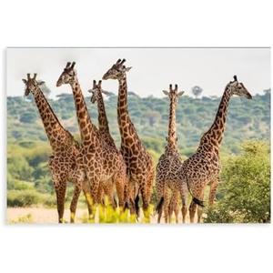 Wonderful Africa Giraffes Tarangire National Park,Tanzania Landscape Photo Canvas Poster Print,Wild Animals Wall Decor Canvas Poster Bedroom Office Room Decor Gift 08x12inch(20x30cm)