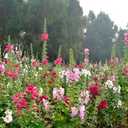 Hollyhock Flower Seeds Mix Giant Mallow Double Hollyhock Perennial 50pcs (EXP 12/01/26)