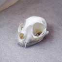1PCS Taxidermy Real Bone Cat Skull, Animal Bones Real for Craft, Skull Decoration for Home, Specimen Collectibles Study