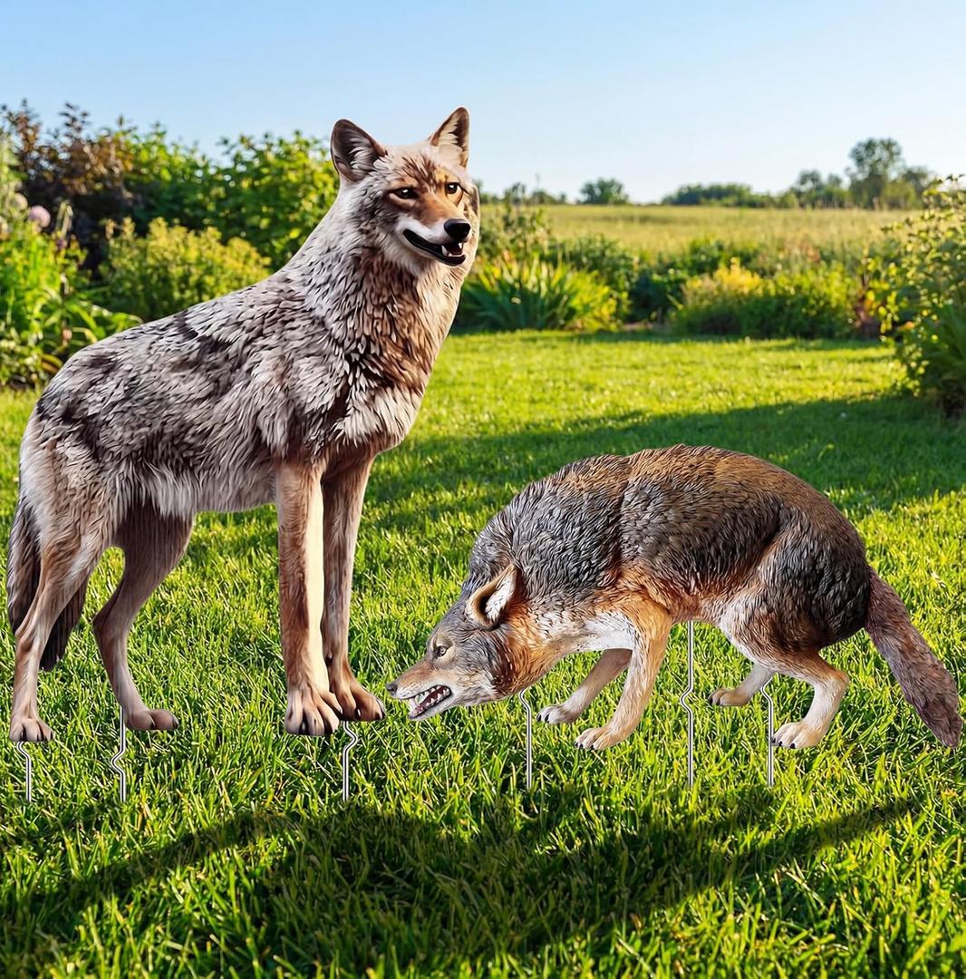 2 Pack Coyote Decoy 23.6 Inch Fake Predator Hunting Decoy with 6 Metal Stakes 2D Realistic Coyote to Scare Geese Deterrent Mouse Rabbits Small Animals Yard Ornament