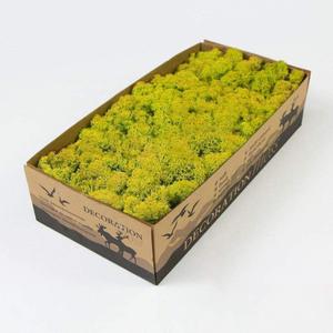 Preserved Reindeer Moss Natural Green DIY Kit Gardenning Art Wall Decor Florist Decor Easter Table Decor Wedding (0.85 lb)