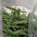 CHRISTMAS TREE BRANCHES RUBBER DECOR