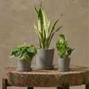 Bamworld Plant Pots Indoor with Drainage Holes- Set of 3 Pots for Plants(5.8/6.7/7.9Inch) Plastic Flower Pot Planters for Indoor Outdoor Plants Garden Pots for Room & Office Dcor Gray