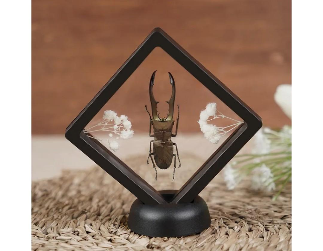 Real Stag Beetle Plastic Frame Taxidermy Dried Specimen Entomology Curiosities Crystal Shelf Shadow Box Display Oddity Witchy Gift Hanging Display Table Wall Home Decor PL-84