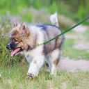 LWBMG Leather Dog Leash for Small Dogs 6ft, Heavy Duty Pet Lead, Soft Genuine Leather Leash for Small Medium Dogs1/2" X 6', Green