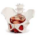 Female Pelvis Model with Pelvic Floor Muscles Perineal Model Female Anatomy Model 1:1 Life Size Human Skeleton Medical Science Educational Equipment Anatomy Medicine