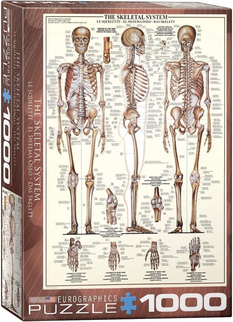 EuroGraphics Skeletal System (Chart) Puzzle (1000-Piece) (6000-3970) , Brown