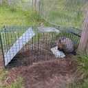 HOMESTEAD 32 Inch Live Animal Trap - Specialized for Raccoons, Opossums, Groundhogs, Skunks, Feral Cats, Squirrels - Humane Way Catch & Release Animal Trap