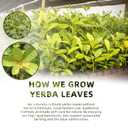 luoptea Unsmoked Yerba Mate Tea Bags from Argentina-100 NAtural Energy&Focus herbal Tea|Antioxidant Rich Detox Tea ,Hot or Iced,Eco-Conscious Compostable Tea bags,No suger,No Gluten,Vegan. (30 tea bags)