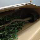 Artificial Olive Tree, 6FT Tall Faux Olive Trees 72in Outdoor Fake Potted Silk Plant with Trunk and Realistic 648 Leaves and 24 Fruits for Modern Office Home Decor Indoor（1pack）